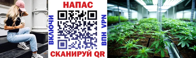 Конопля планчик  хочу наркоту  Суворов 